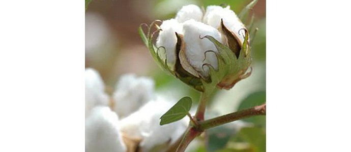 Le coton bio à préférer au coton conventionnel