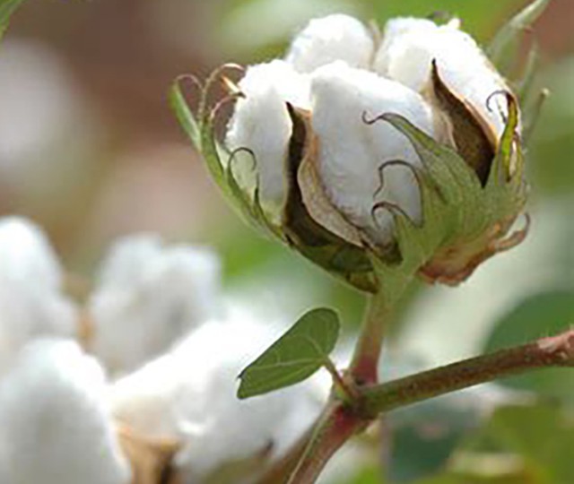 Le coton bio à préférer au coton conventionnel